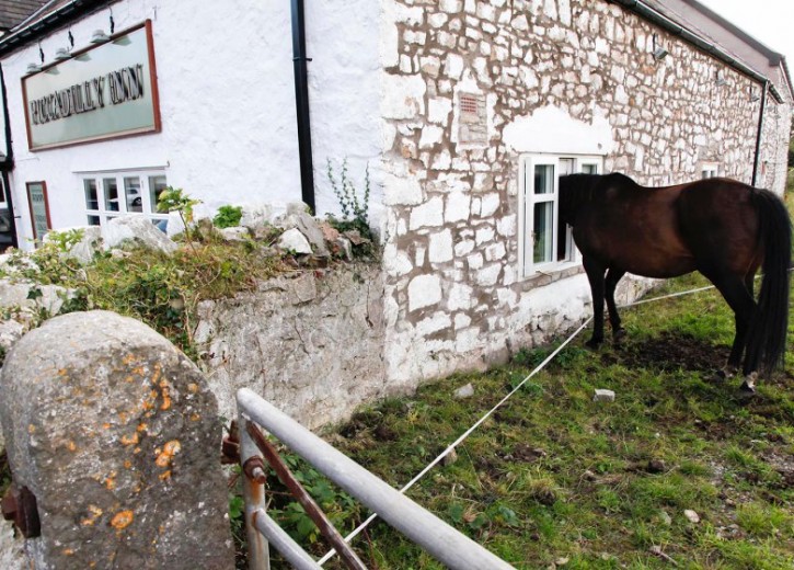 HORSE GOES FOR A PINT IN PUB