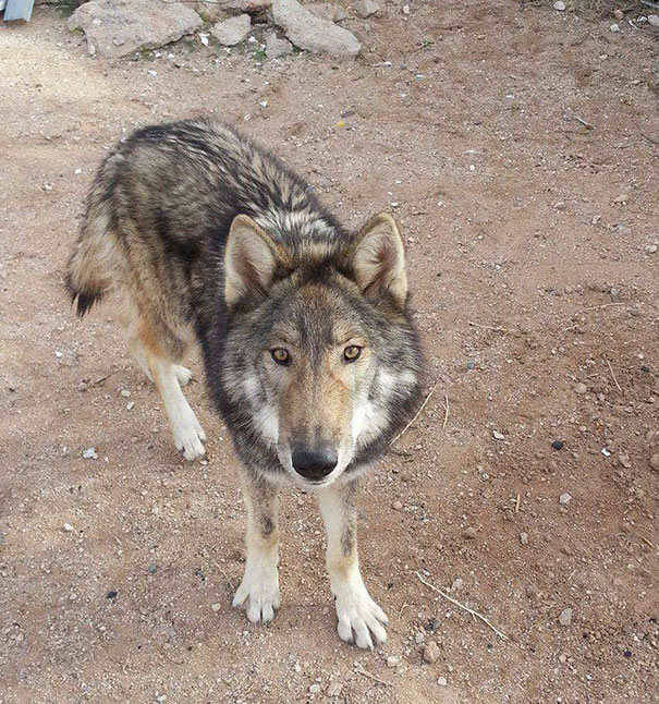 skylos-lykos-5