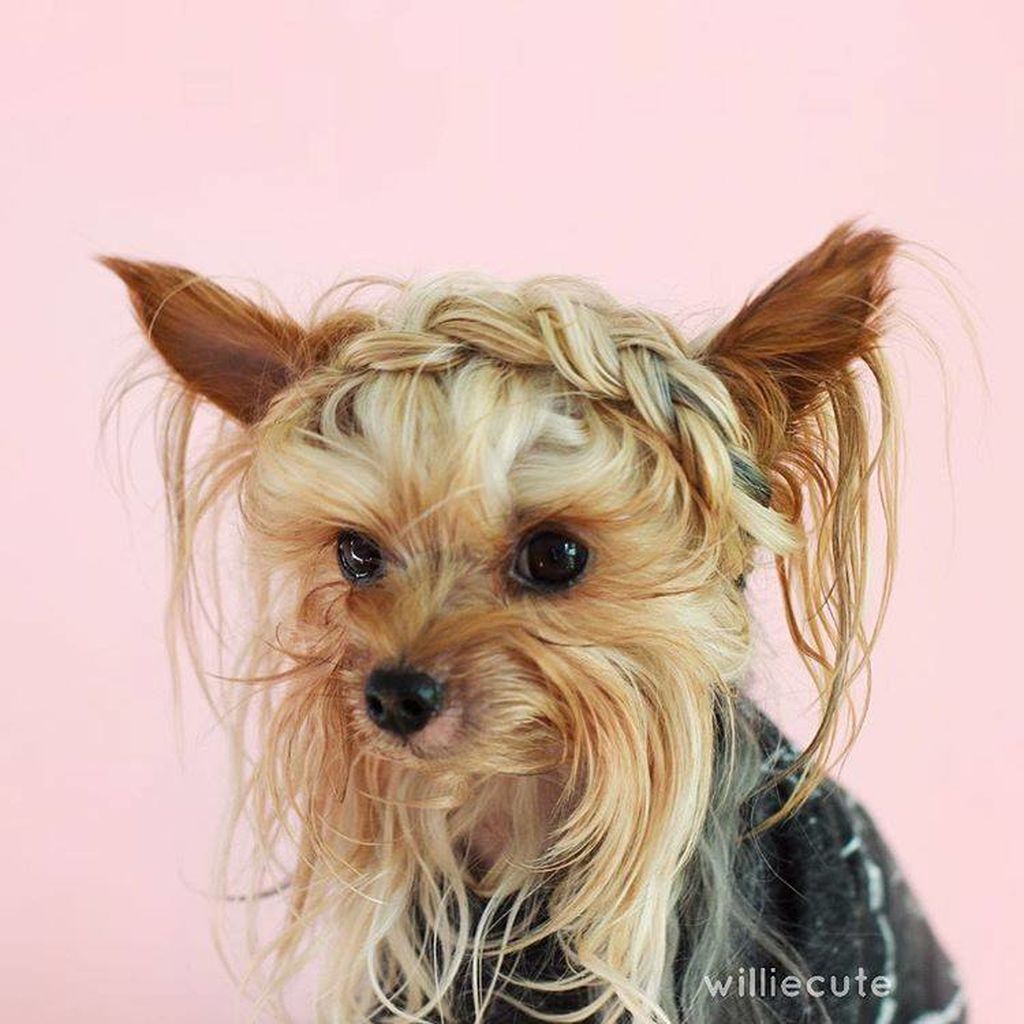 yorkie, dog, hair