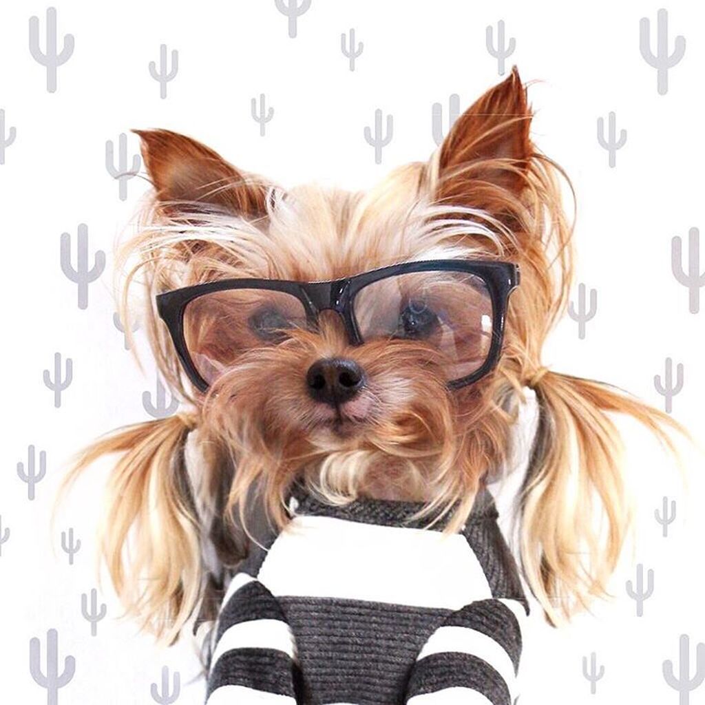 yorkie, dog, hair