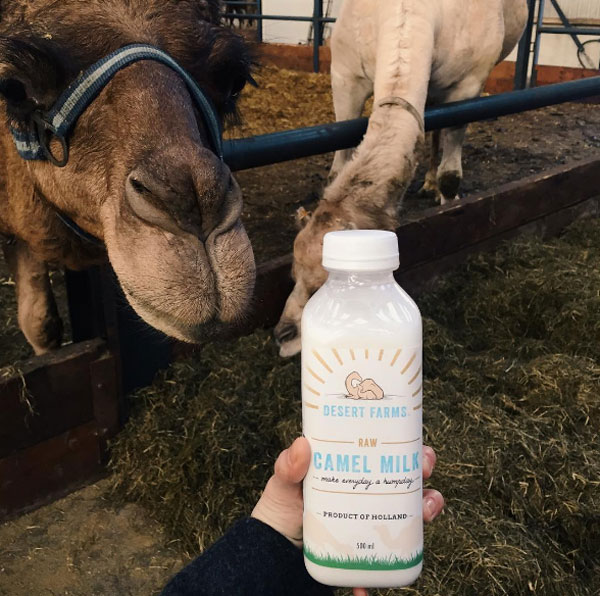 camel-milk