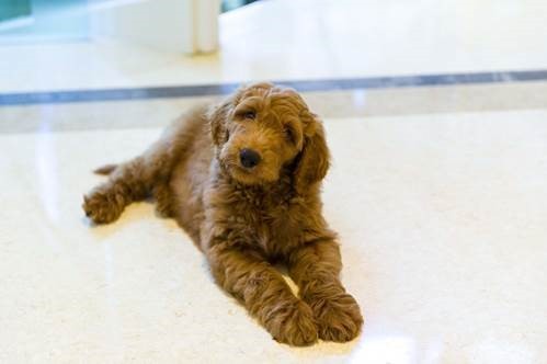 patton