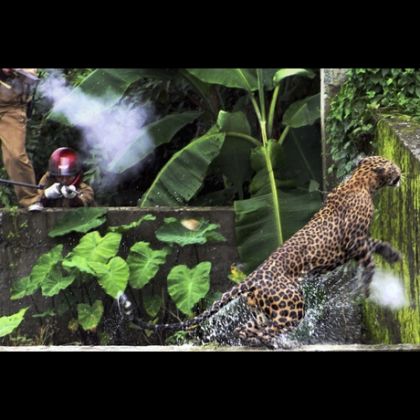 0720_leopard_attack_AP_2_full