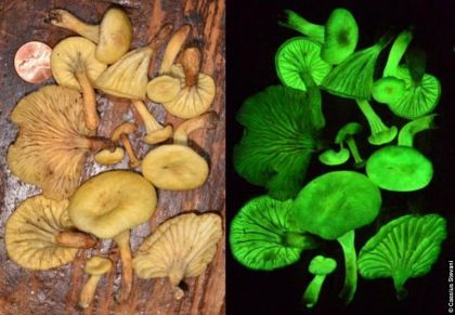 Mushrooms-Glow_in_the_dark1