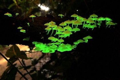 glow-in-the-dark-mushrooms-2